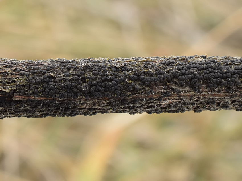 Cucurbitaria elongata