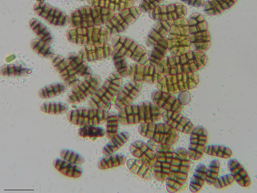 Cucurbitaria elongata