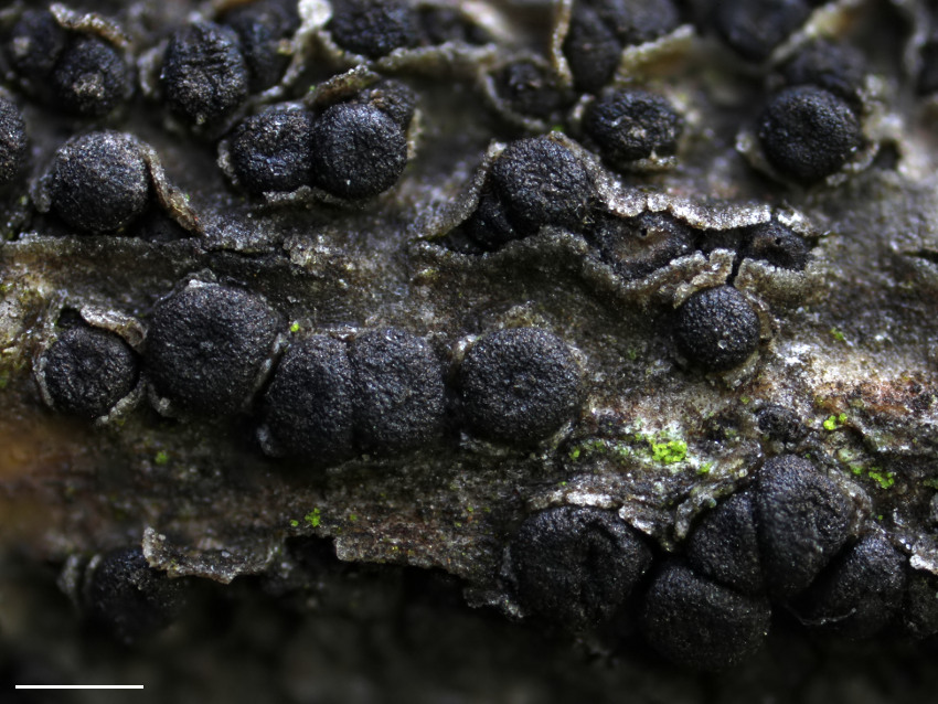 Cucurbitaria elongata