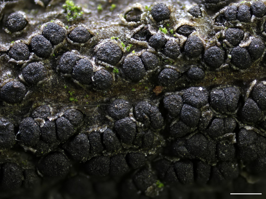 Cucurbitaria elongata