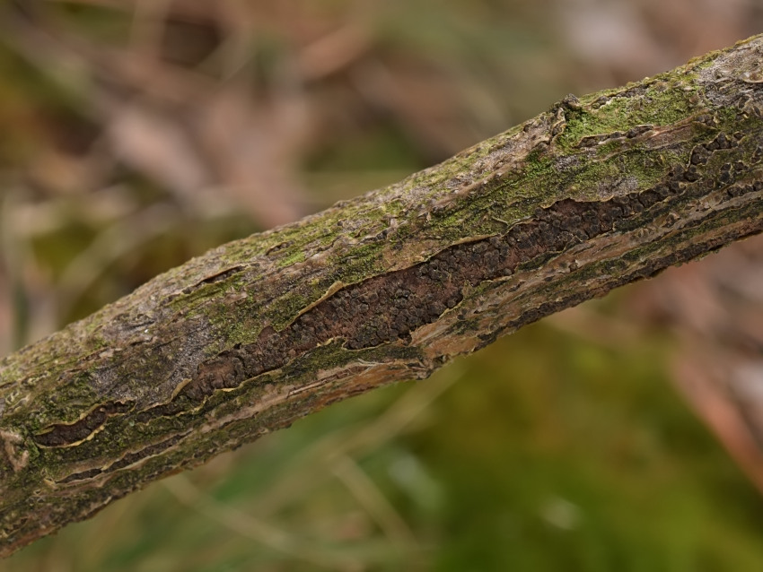 Cucurbitaria spartii