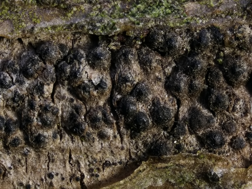 Cucurbitaria spartii