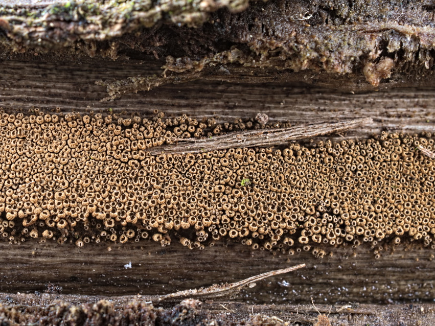 Cyphellopsis anomala