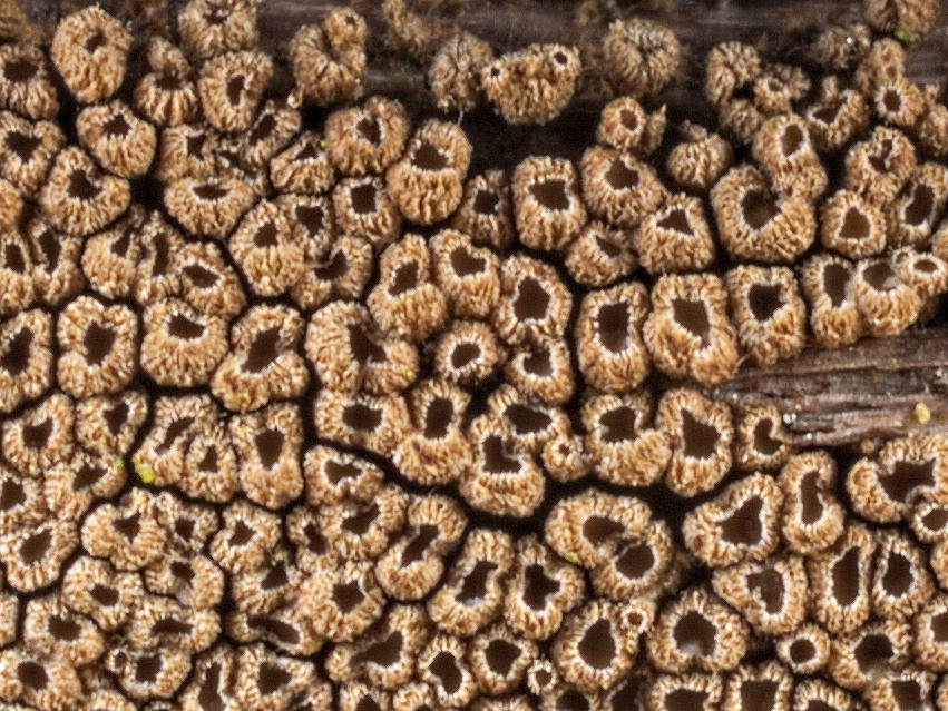 Cyphellopsis anomala