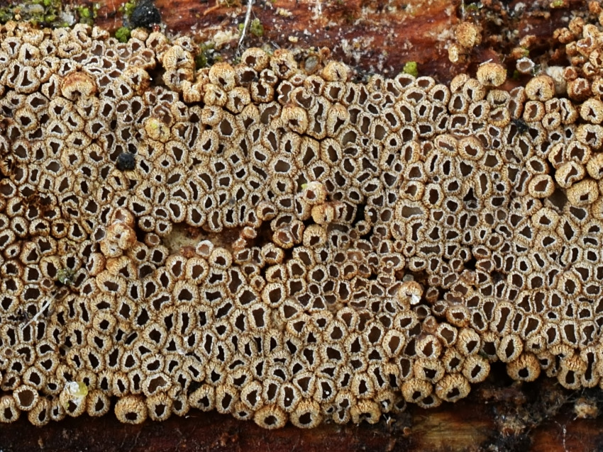 Cyphellopsis anomala