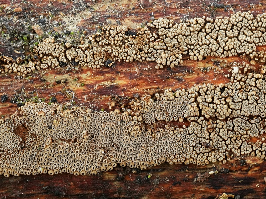 Cyphellopsis anomala