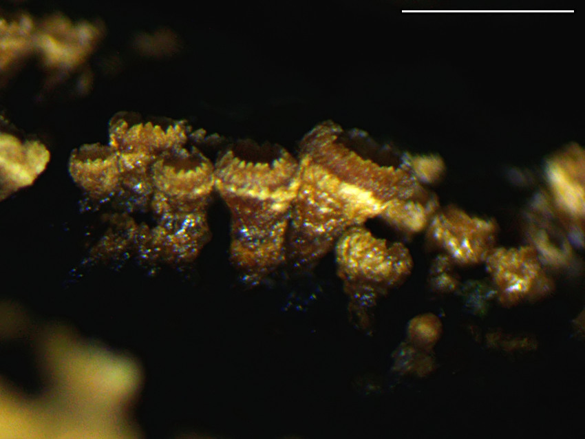 Cyphellopsis anomala