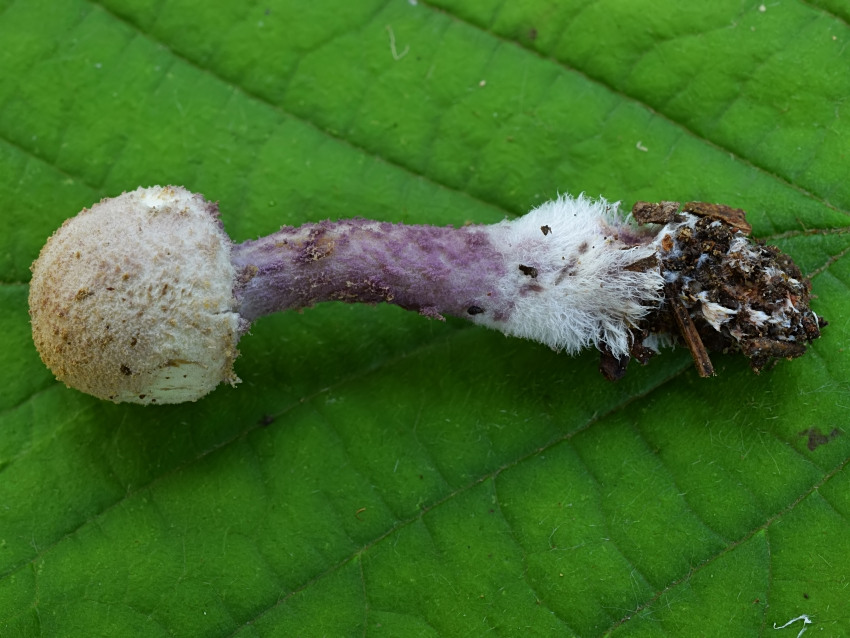 Cystolepiota bucknallii