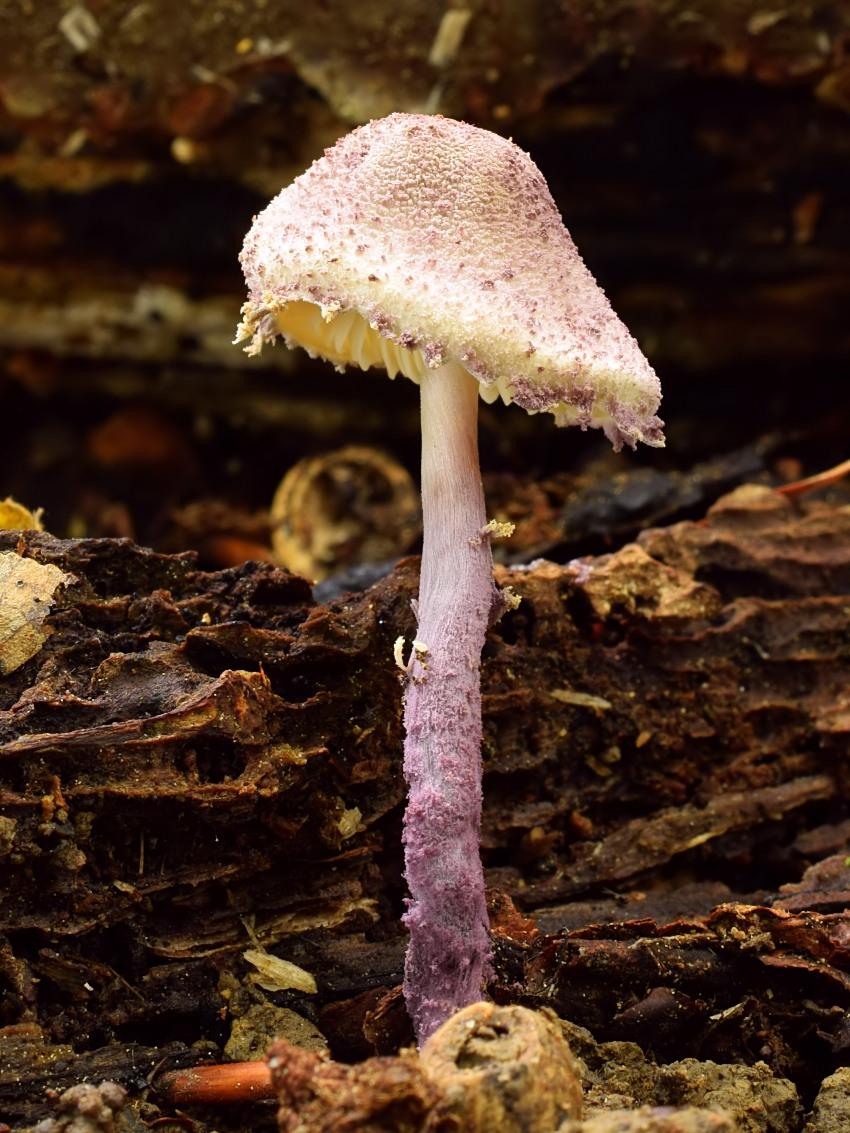 Cystolepiota bucknallii