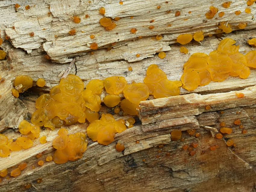 Dacrymyces lacrymalis
