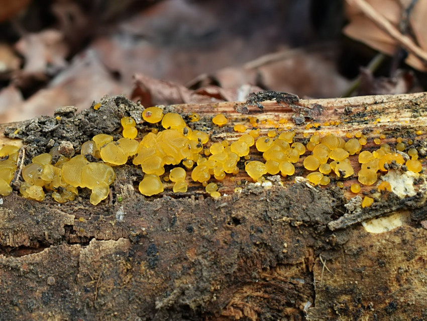 Dacrymyces lacrymalis