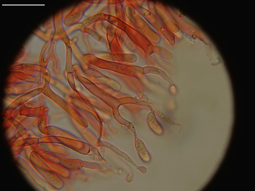 Dacrymyces lacrymalis