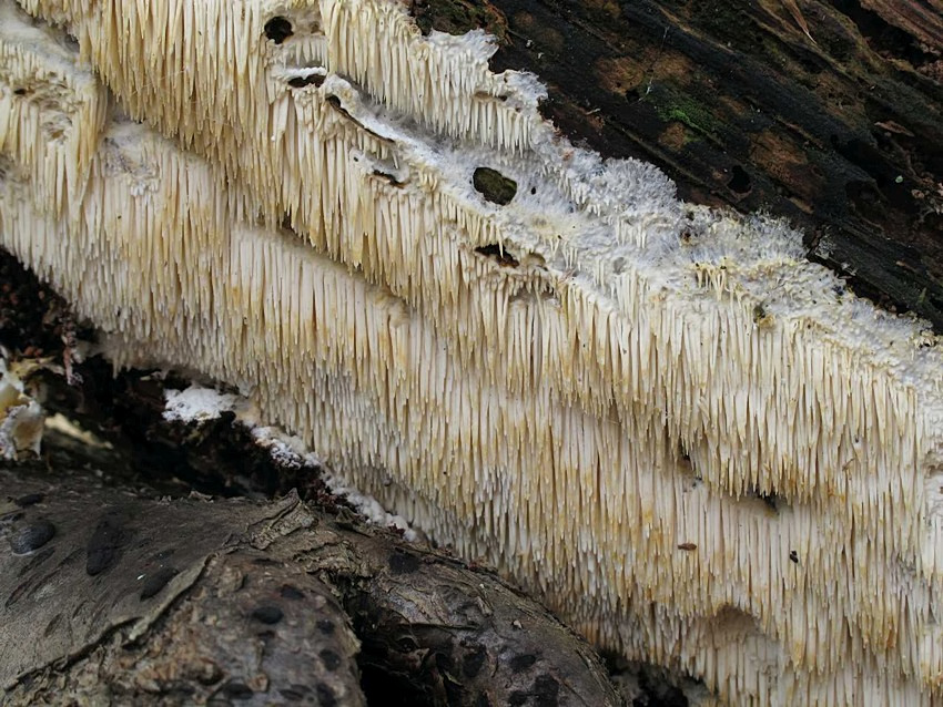 Dentipellis fragilis