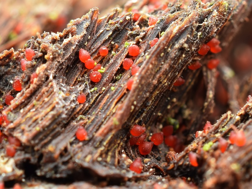 Dialonectria cosmariospora