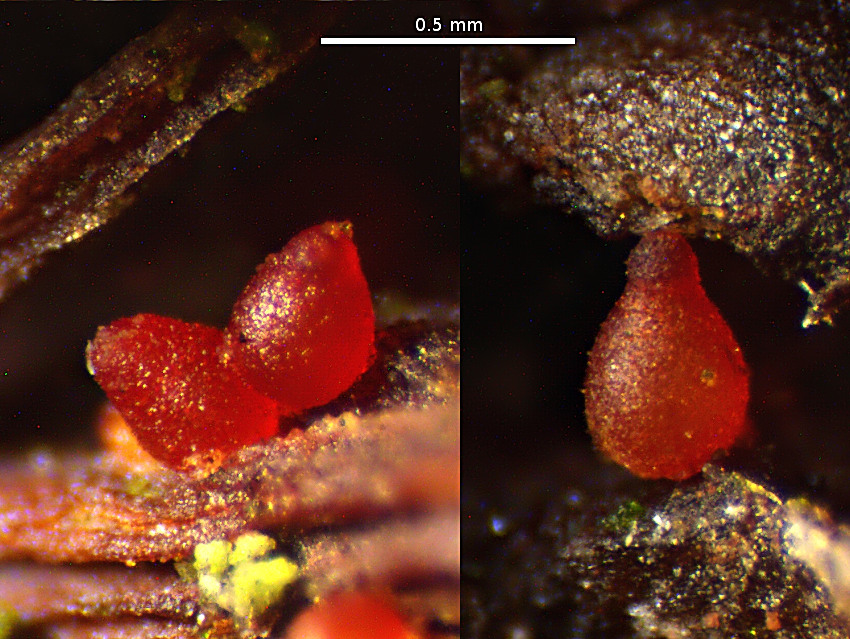Dialonectria cosmariospora