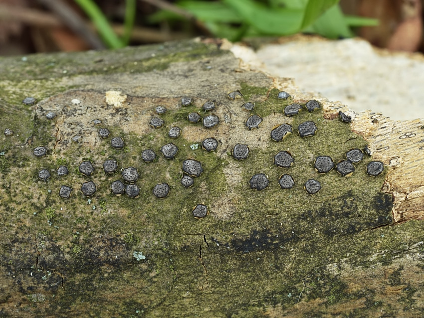 Diatrype disciformis