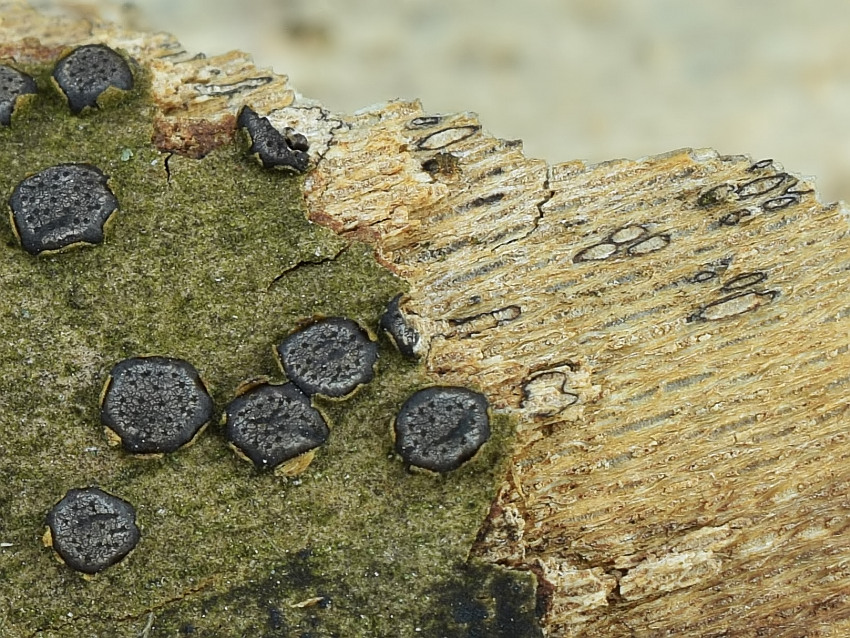 Diatrype disciformis