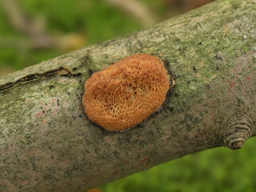 Dichomitus campestris