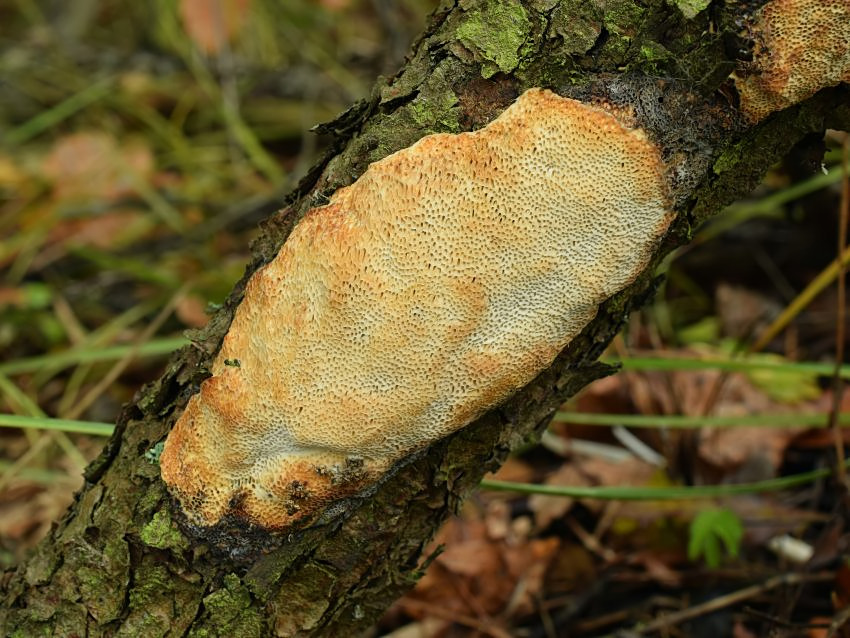 Dichomitus campestris