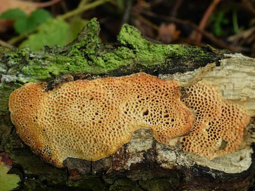 Dichomitus campestris