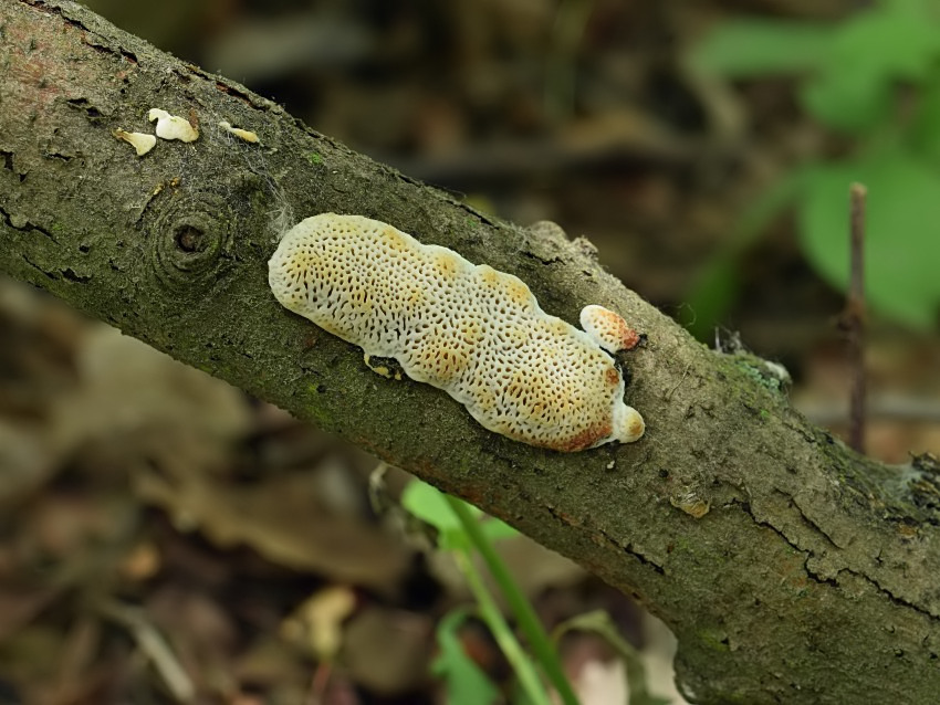 Dichomitus campestris