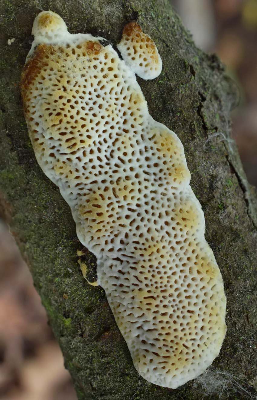 Dichomitus campestris