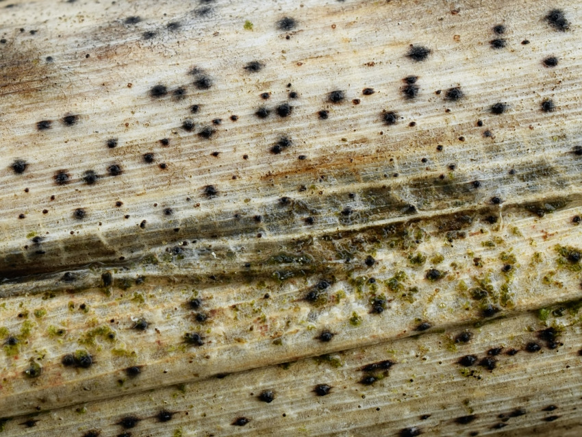 Didymosphaeria futilis