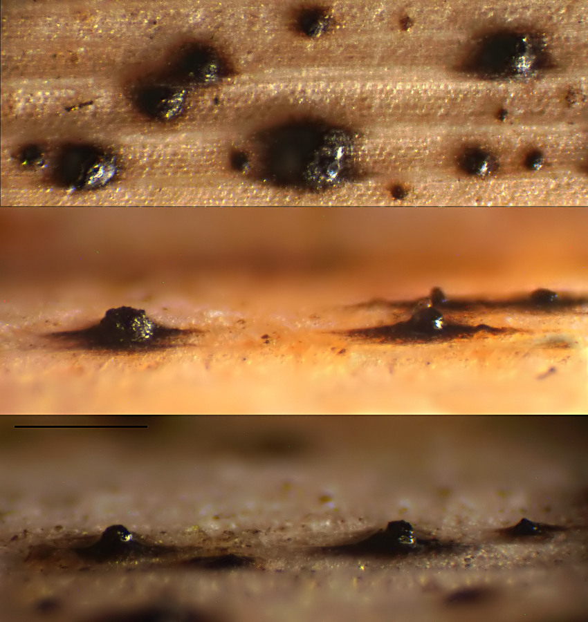 Didymosphaeria futilis