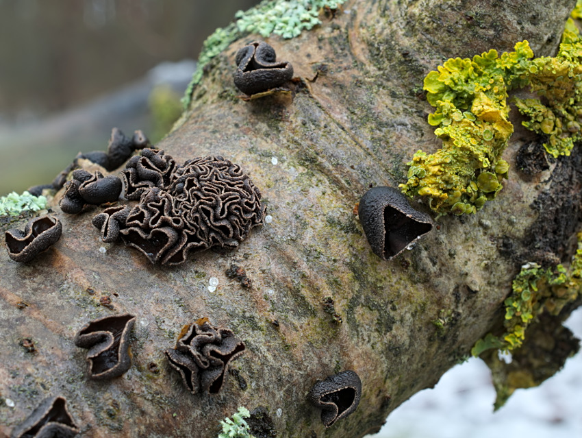 Encoelia fascicularis