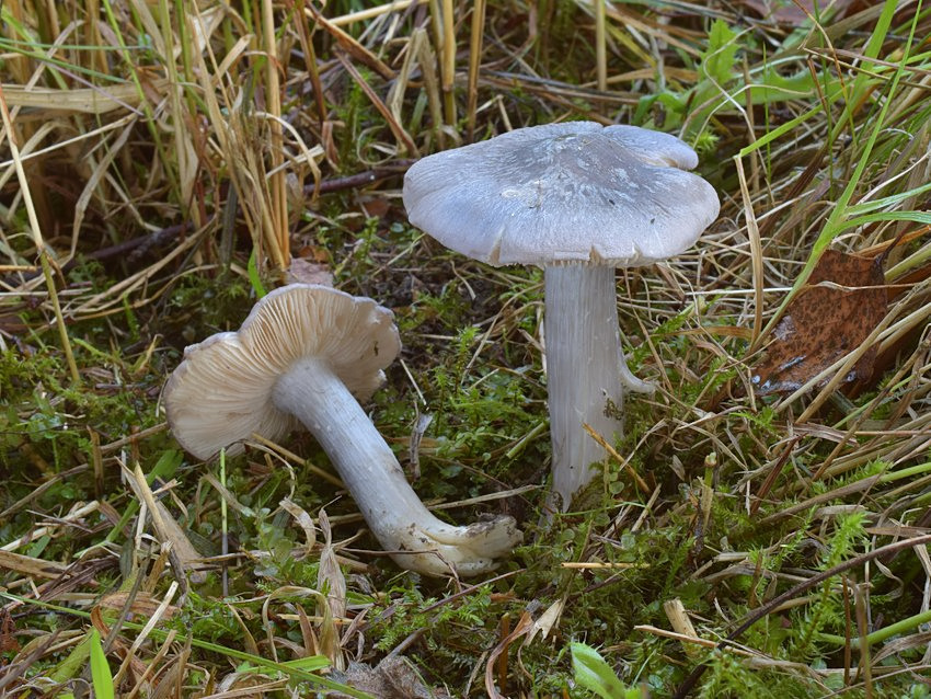 Entoloma bloxamii