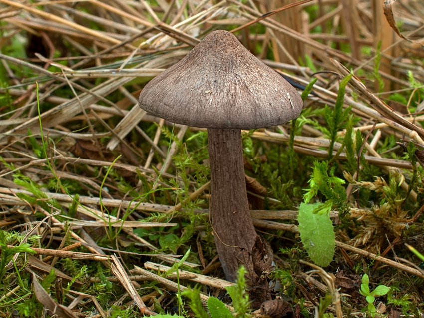 Entoloma porphyrophaeum