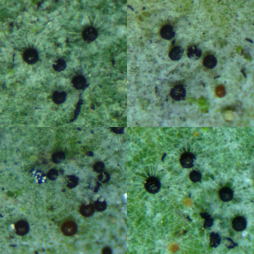 Erysiphe alphitoides