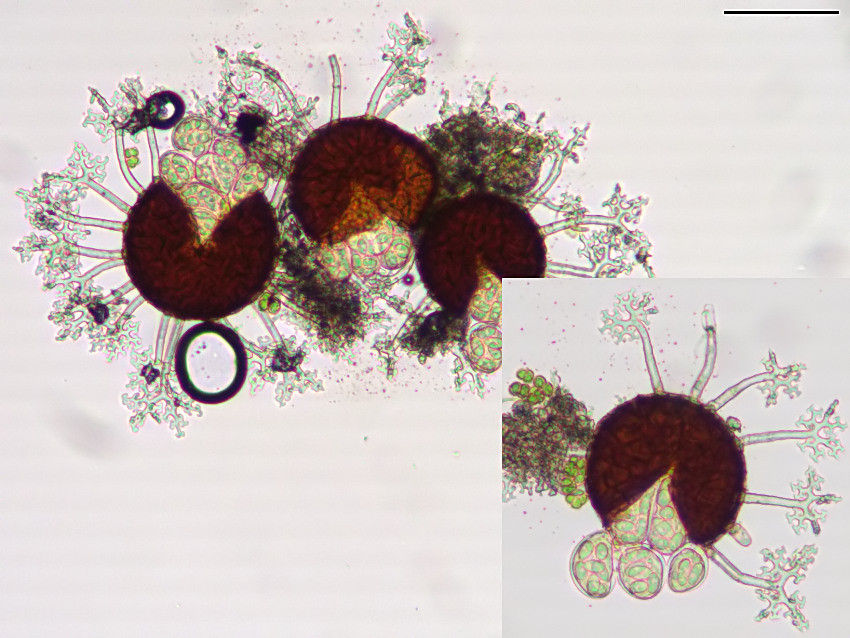 Erysiphe alphitoides