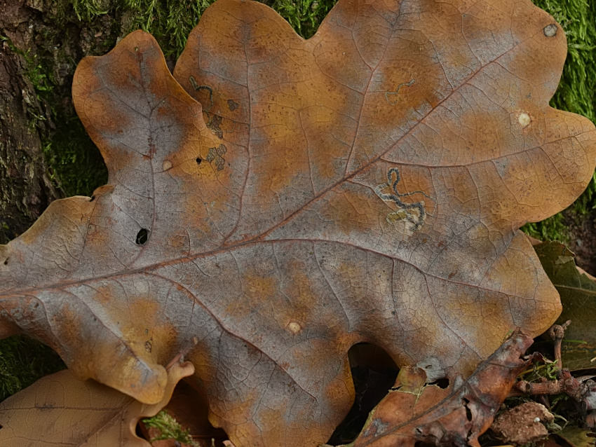 Erysiphe alphitoides