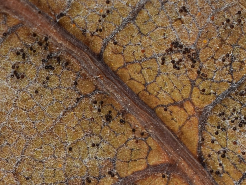 Erysiphe alphitoides