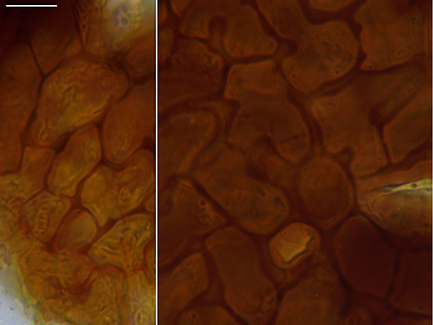 Erysiphe alphitoides