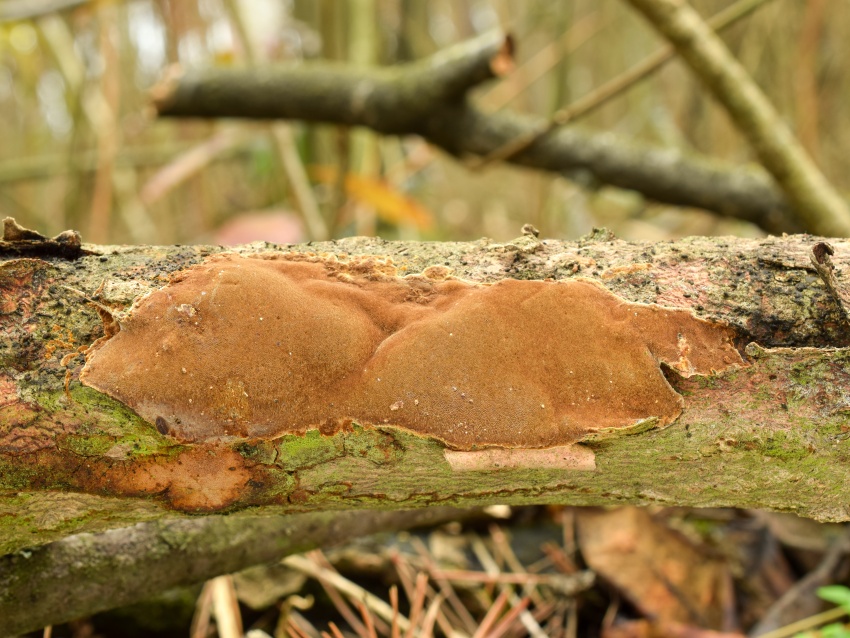 Fomitiporia punctata