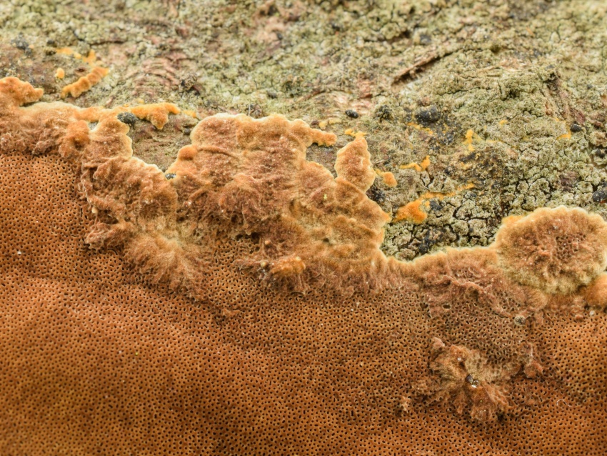 Fomitiporia punctata