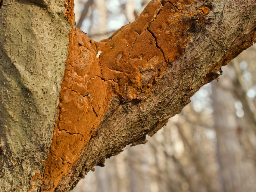 Fomitiporia punctata