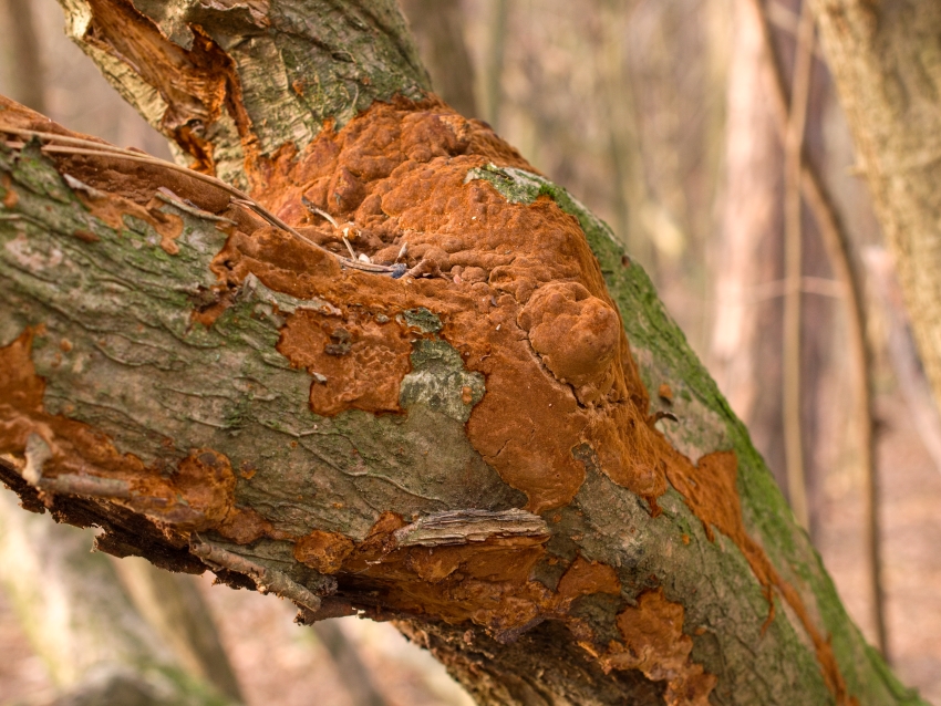 Fomitiporia punctata