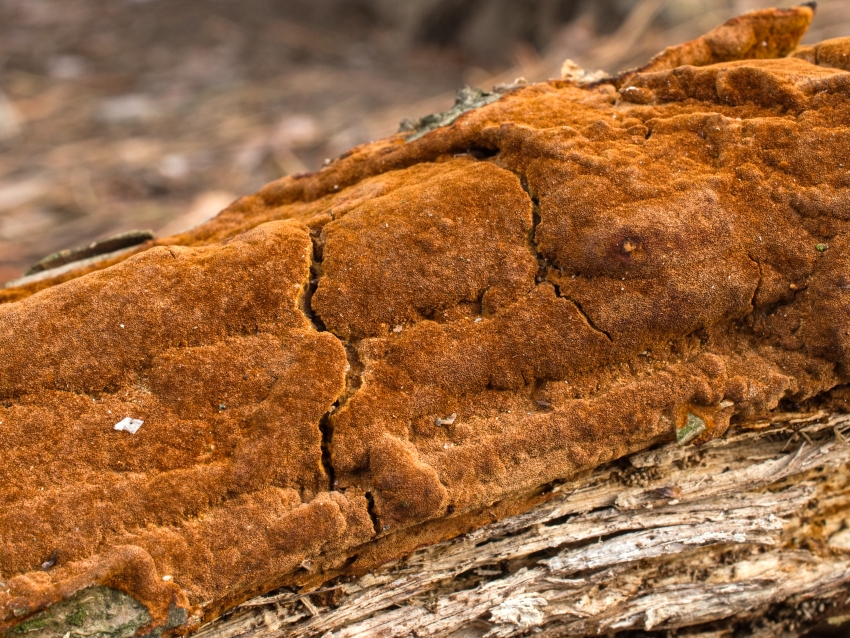 Fomitiporia punctata