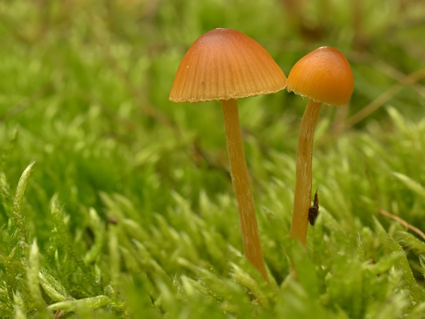 Galerina pumila