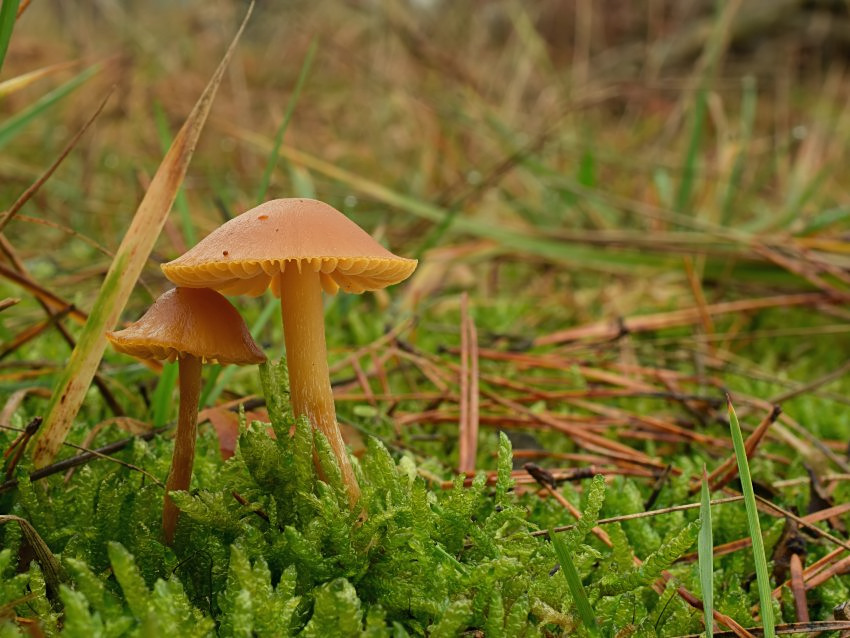Galerina pumila