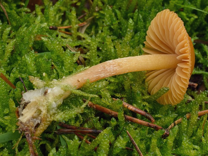 Galerina pumila
