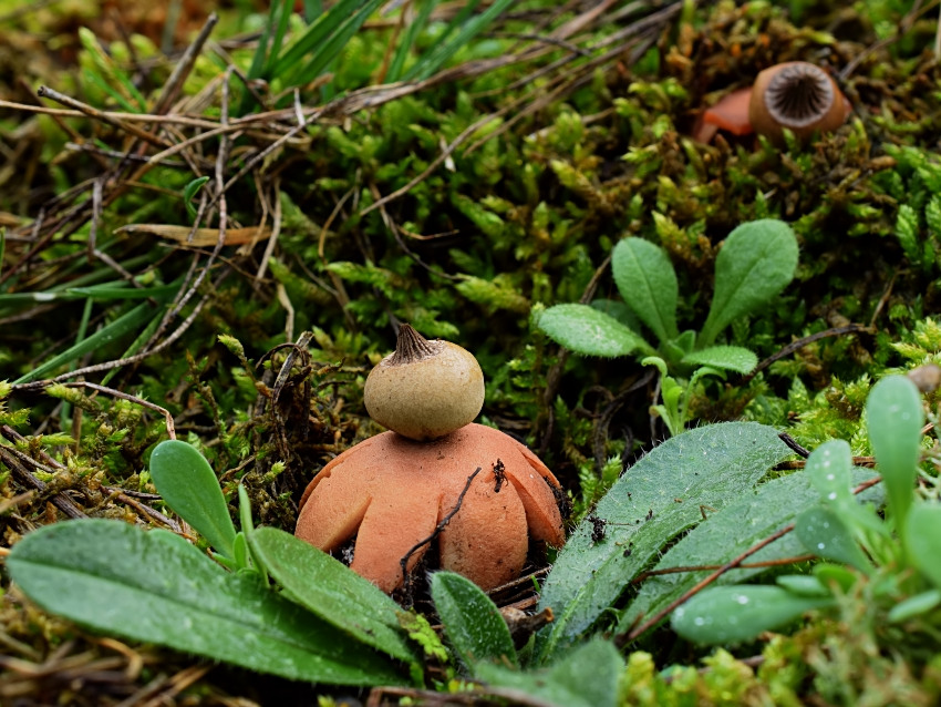 Geastrum campestre