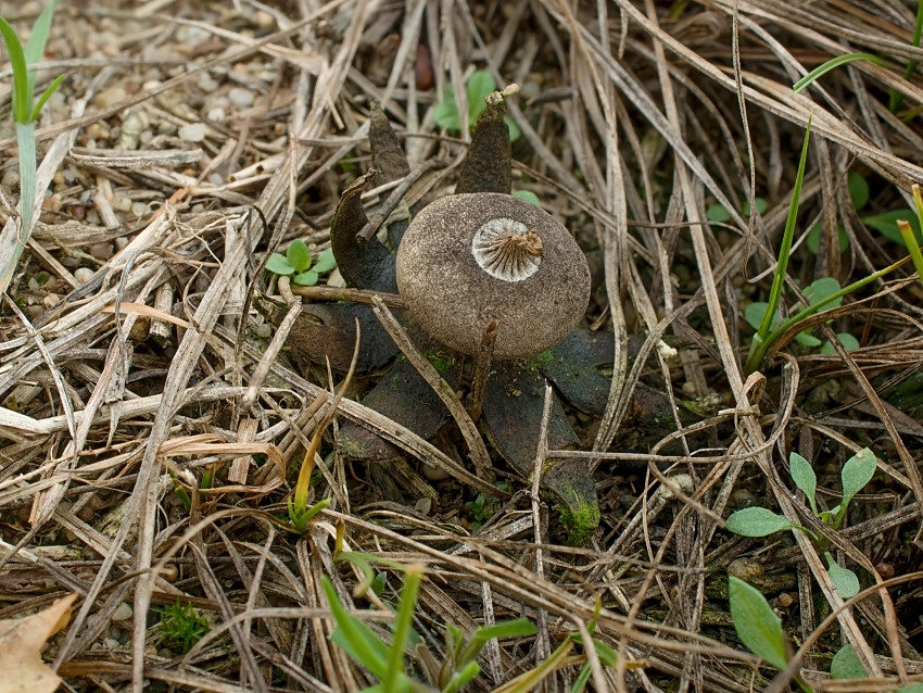 Geastrum campestre