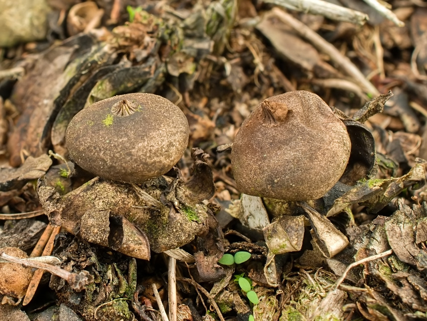 Geastrum campestre