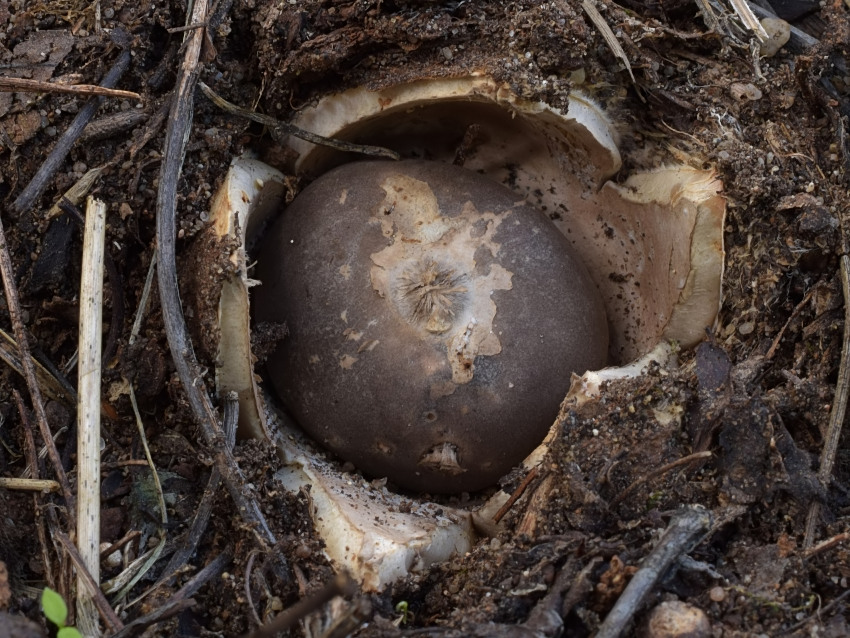 Geastrum coronatum