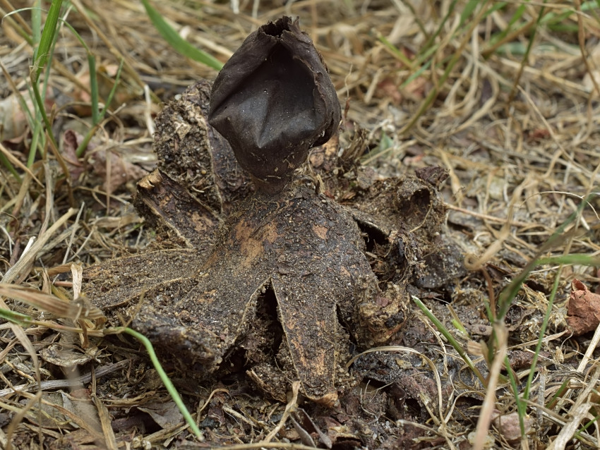 Geastrum coronatum