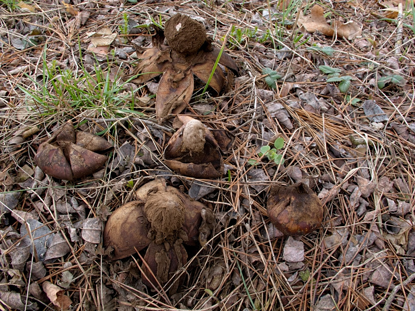 Geastrum melanocephalum
